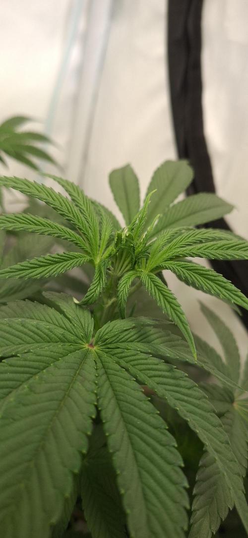 Kroma. Week 6