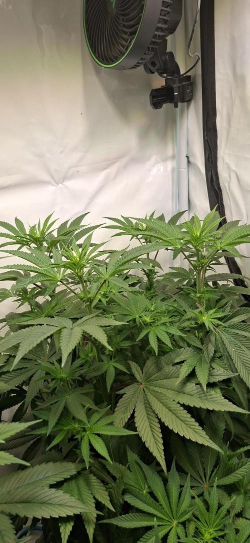 Kroma. Week 7