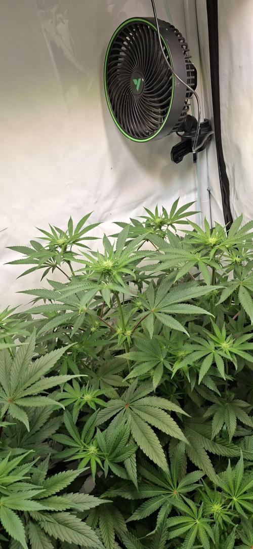 Kroma. Week 7