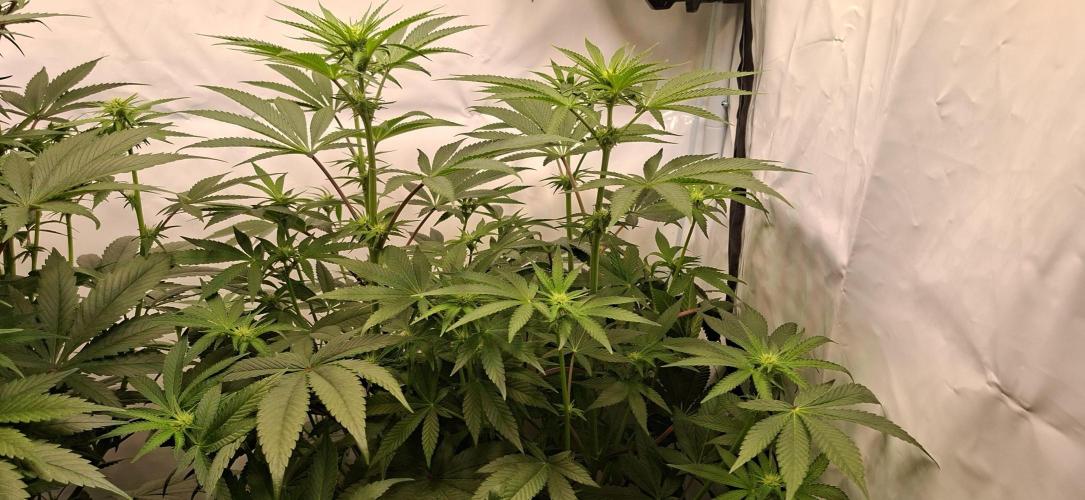 Kroma. Week 7