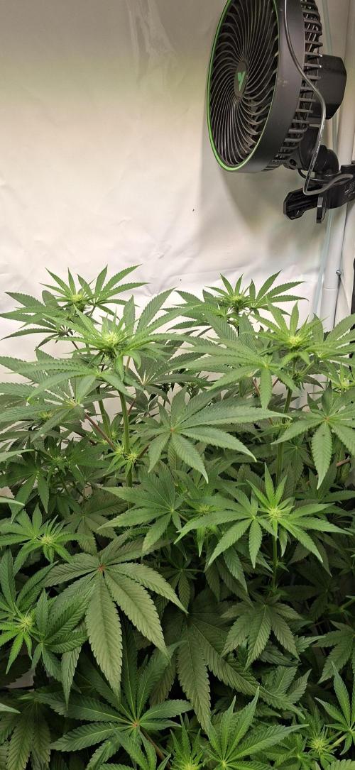 Kroma. Week 7
