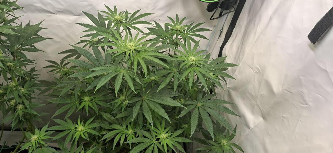 Kroma. Week 8
