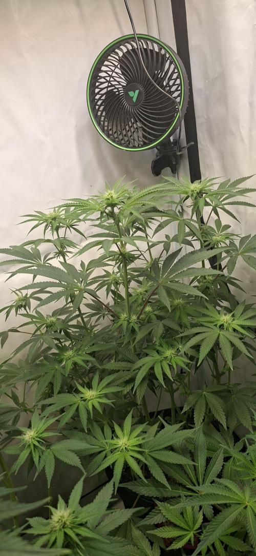 Kroma. Week 8