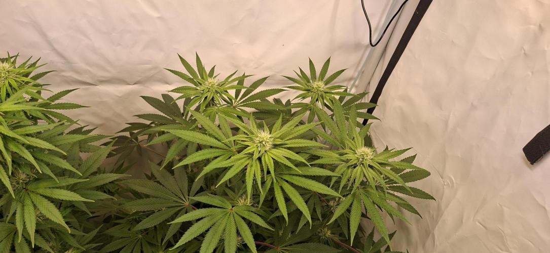 Kroma. Week 8