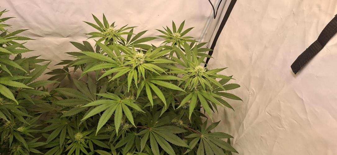 Kroma. Week 8