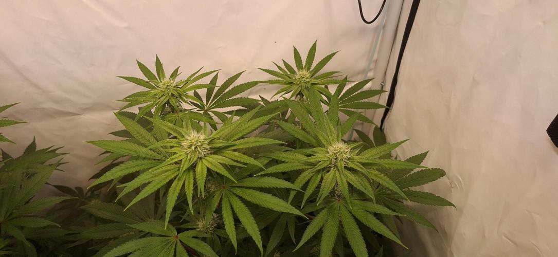 Kroma. Week 8
