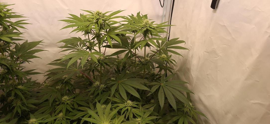 Kroma. Week 8