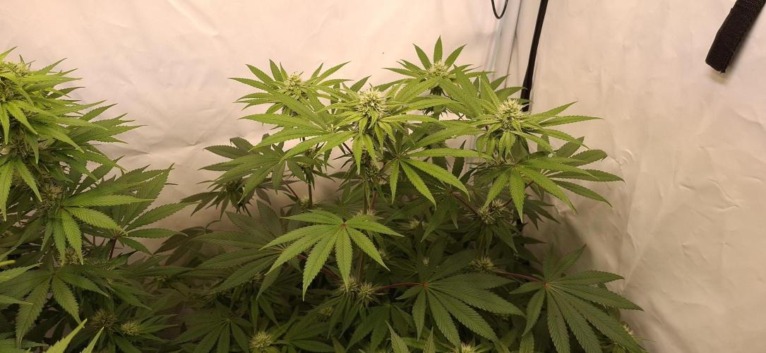 Kroma. Week 9