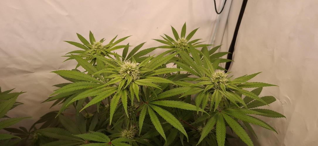 Kroma. Week 9