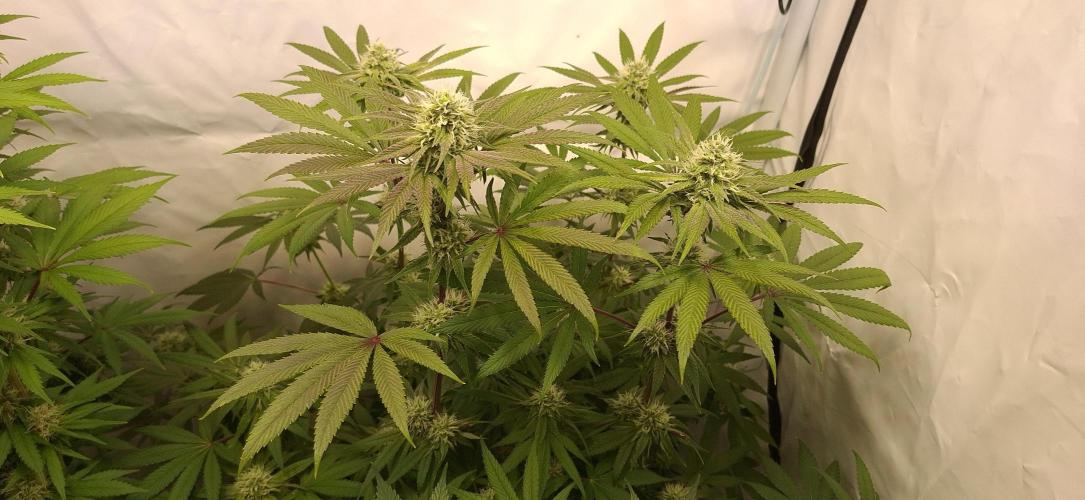 Kroma. Week 9