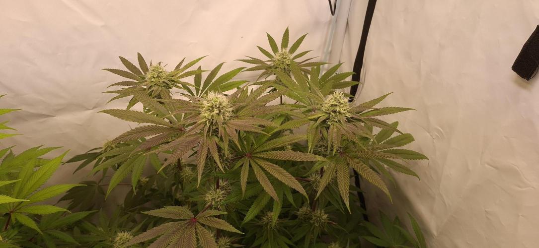 Kroma. Week 10