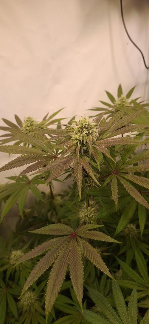 Kroma. Week 10