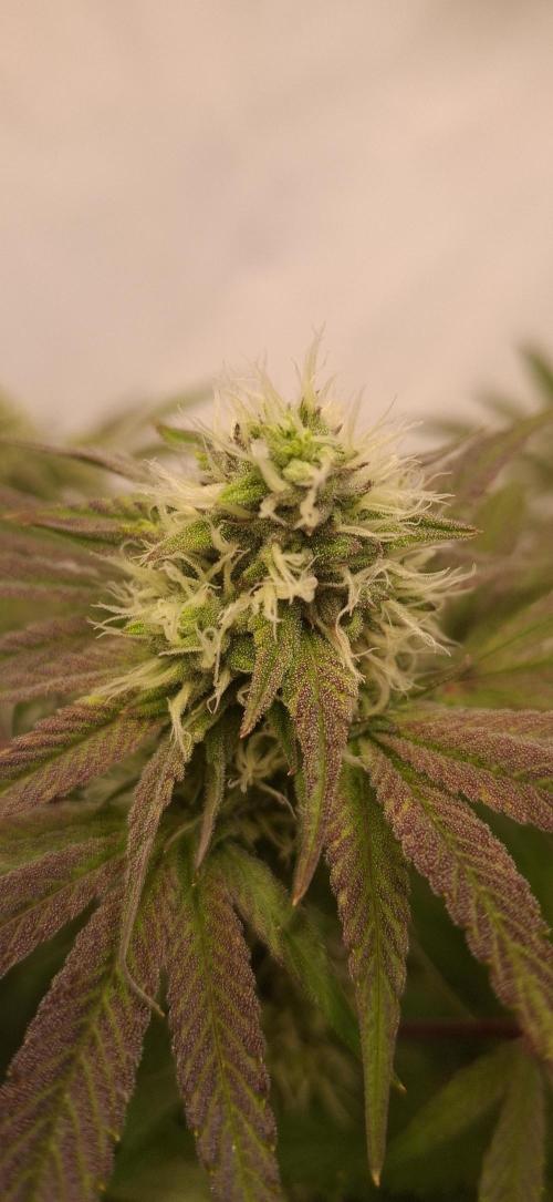 Kroma. Week 10