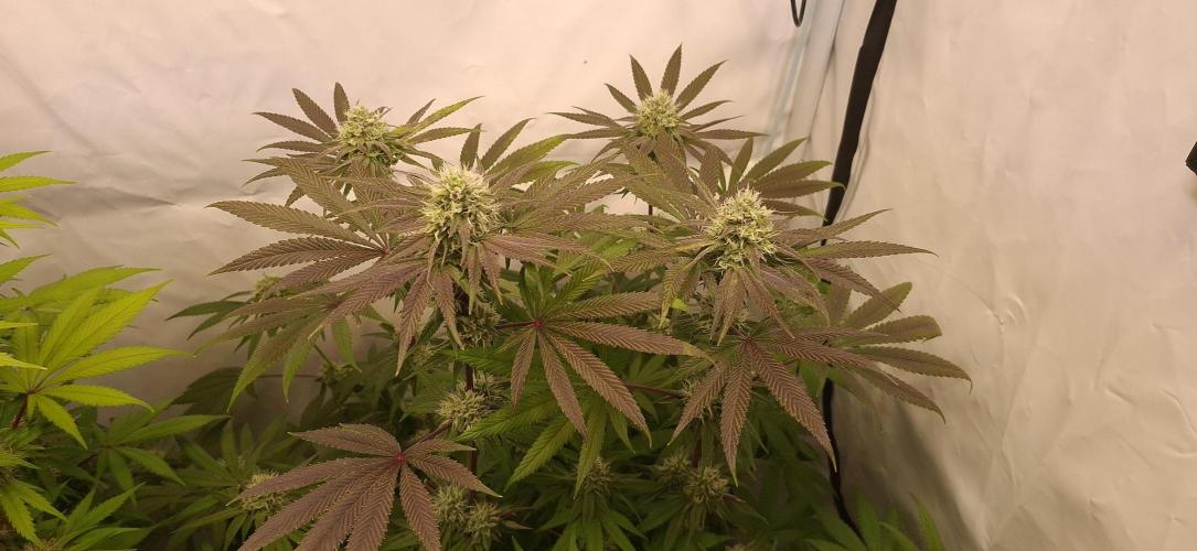 Kroma. Week 10