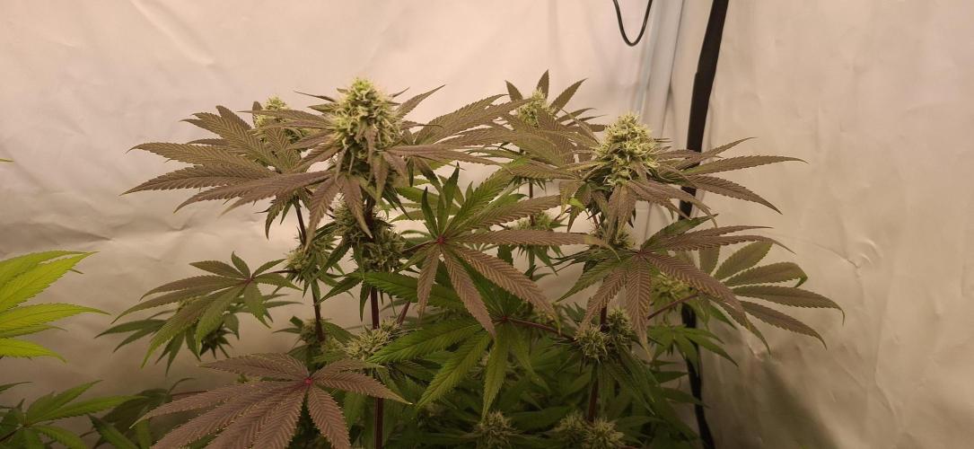 Kroma. Week 10