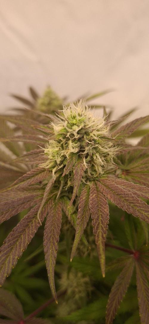 Kroma. Week 10