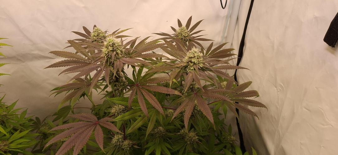 Kroma. Week 11