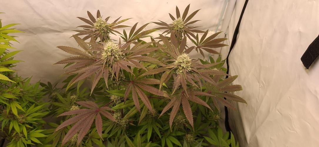 Kroma. Week 11