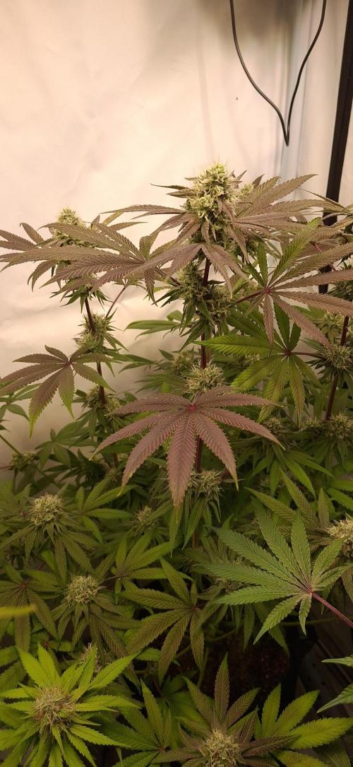 Kroma. Week 11