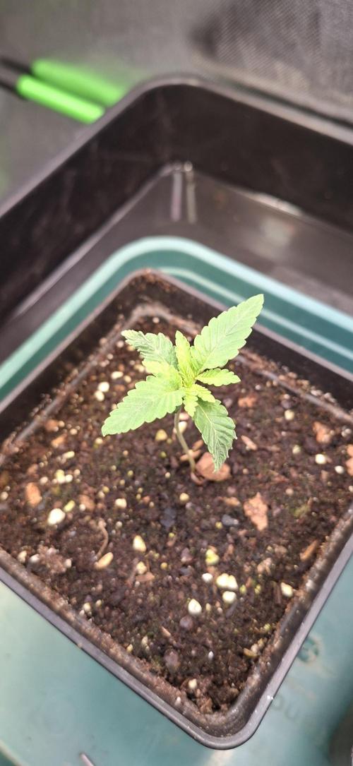 Papaya Jealousy. Week 1 - 16.07.26