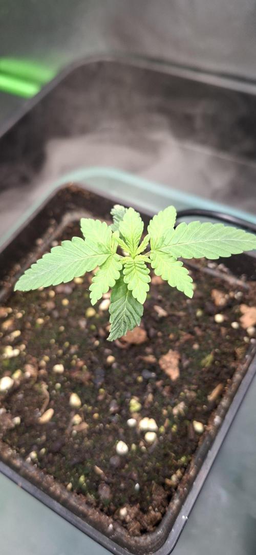 Papaya Jealousy. Week 1