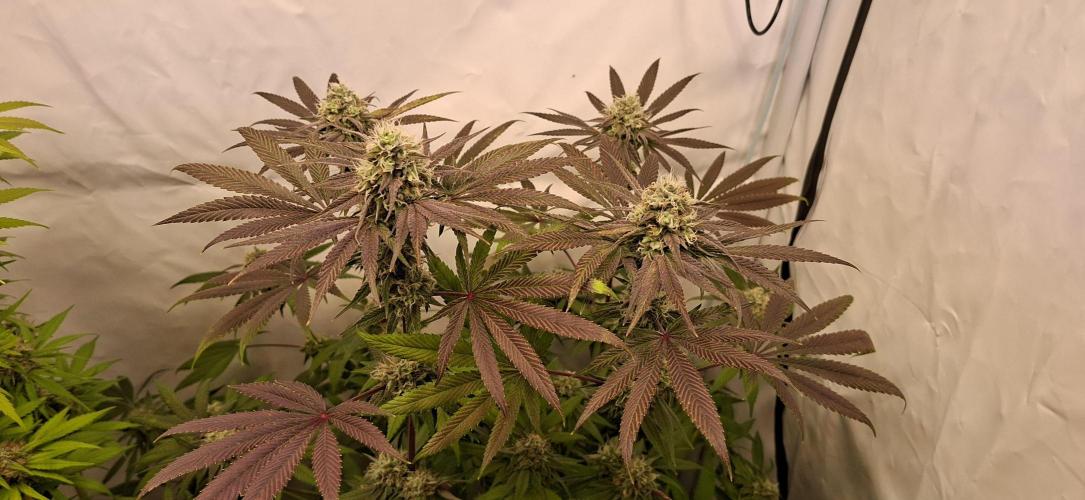 Kroma. Week 11