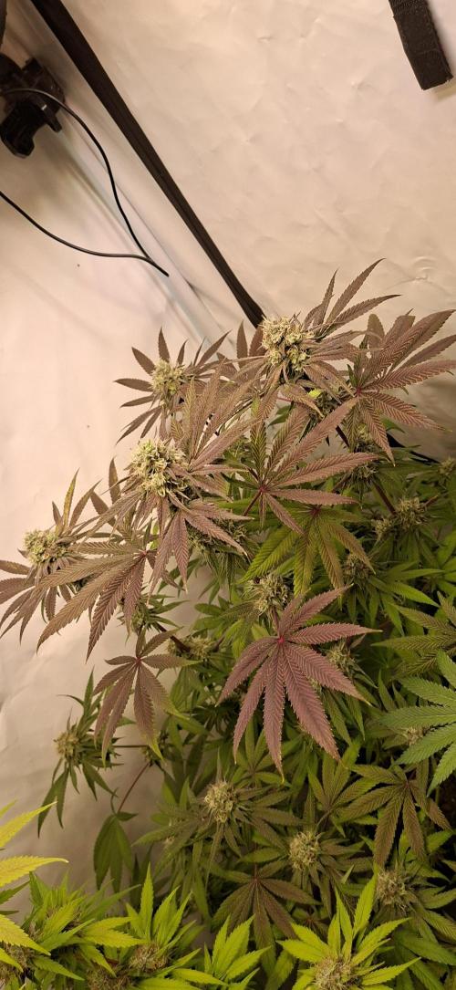 Kroma. Week 11