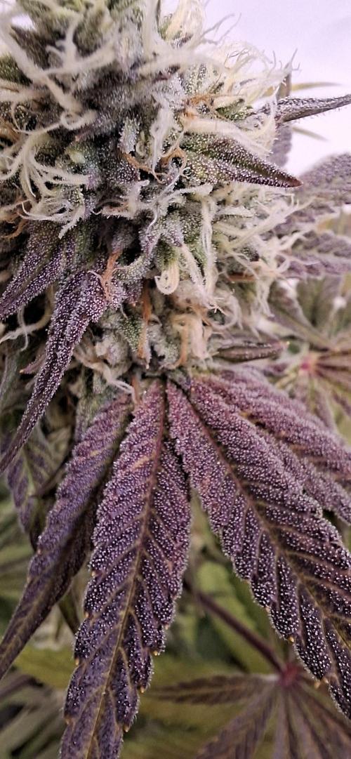 Kroma. Week 11