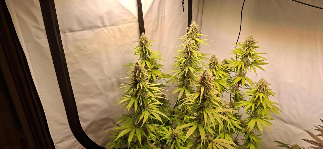 Blue Gelato 41 Barneys Farm. Week 12