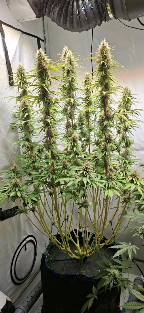Blue Gelato 41 Barneys Farm. Week 12