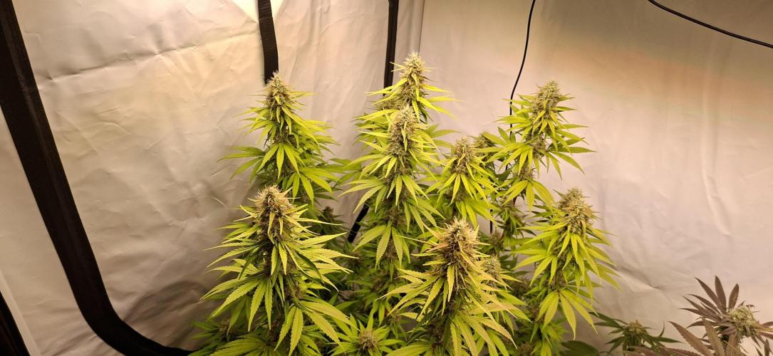 Blue Gelato 41 Barneys Farm. Week 12