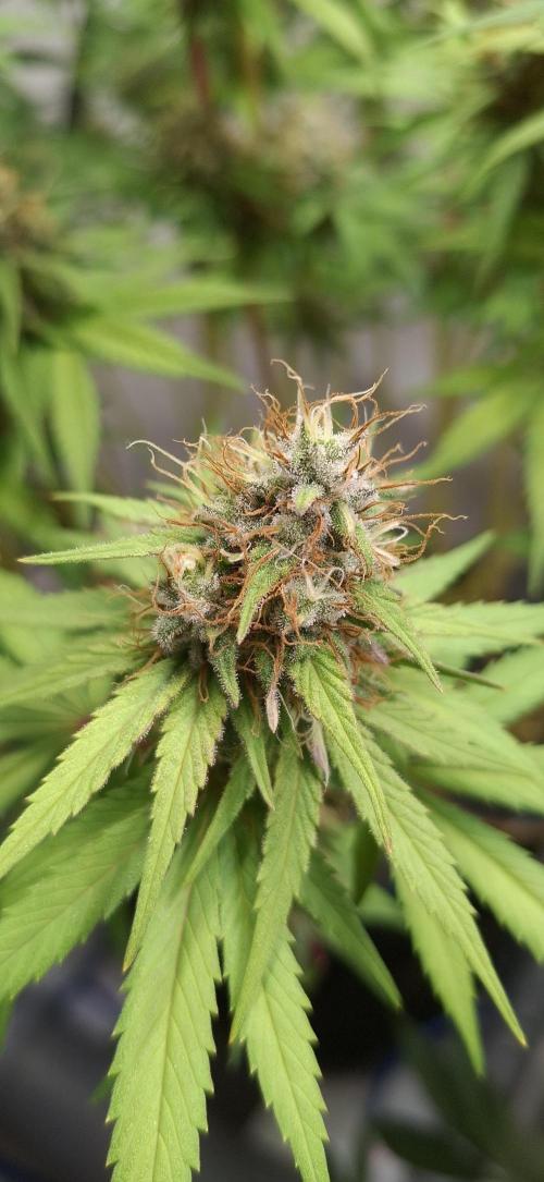 Blue Gelato 41 Barneys Farm. Week 12