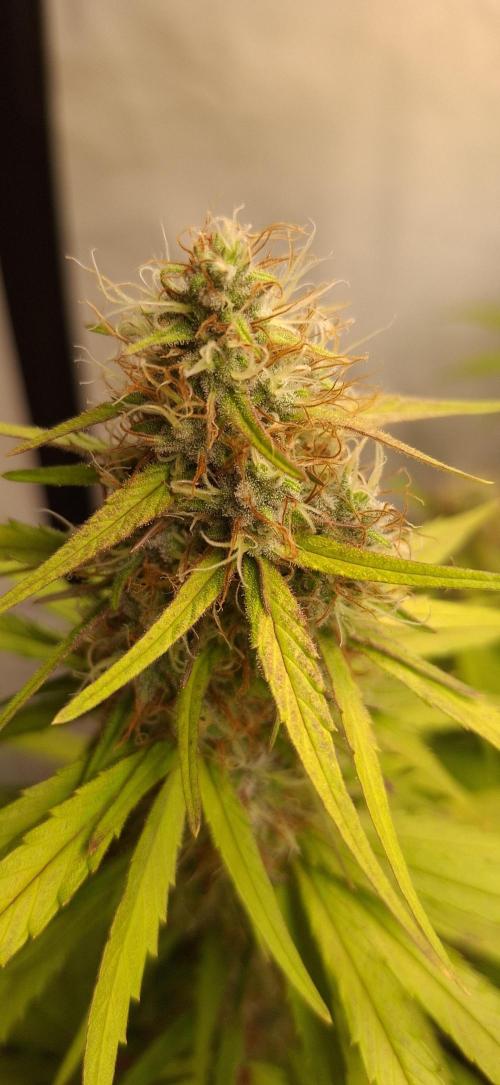 Blue Gelato 41 Barneys Farm. Week 12