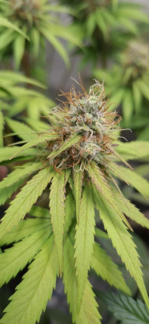 Blue Gelato 41. Week 12