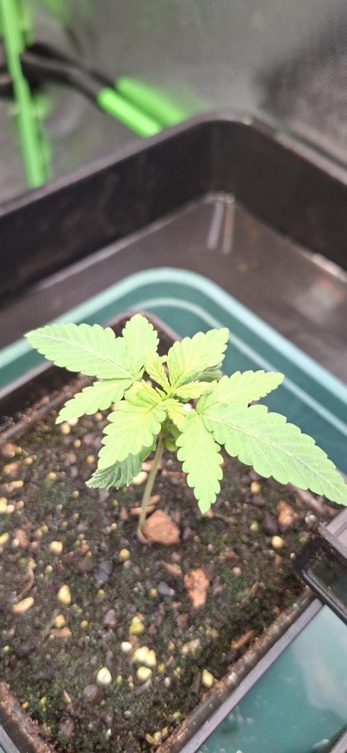 Papaya Jealousy. Week 1