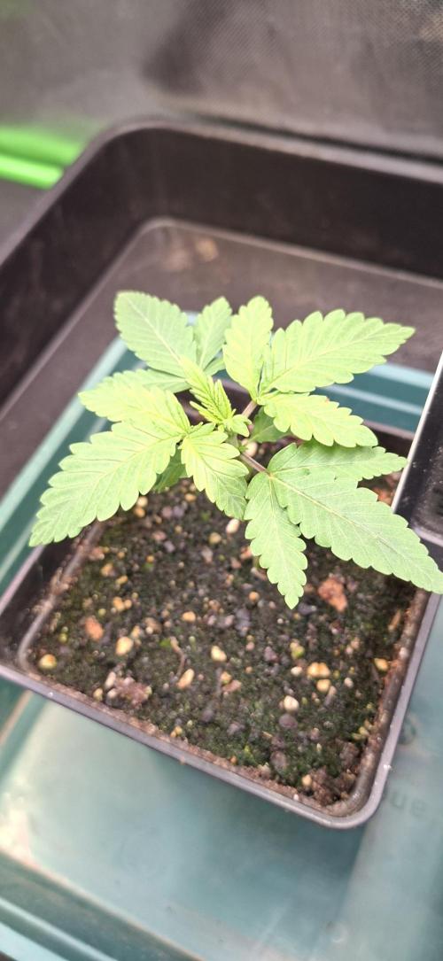Papaya Jealousy. Week 1