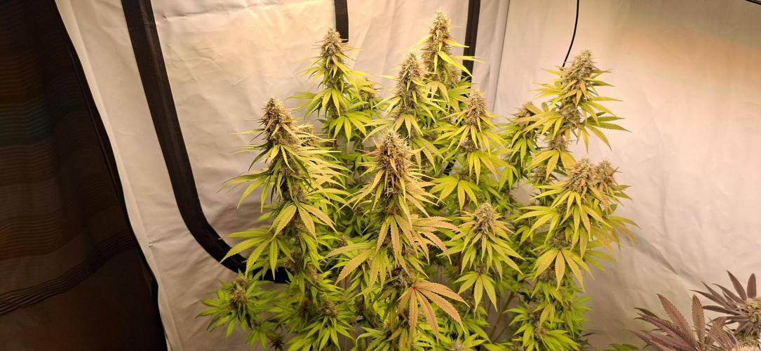 Blue Gelato 41 Barneys Farm. Week 13