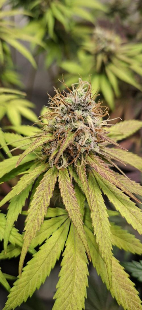 Blue Gelato 41 Barneys Farm. Week 13