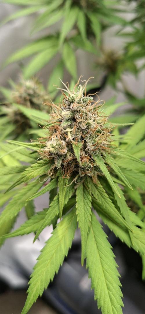 Blue Gelato 41 Barneys Farm. Week 13