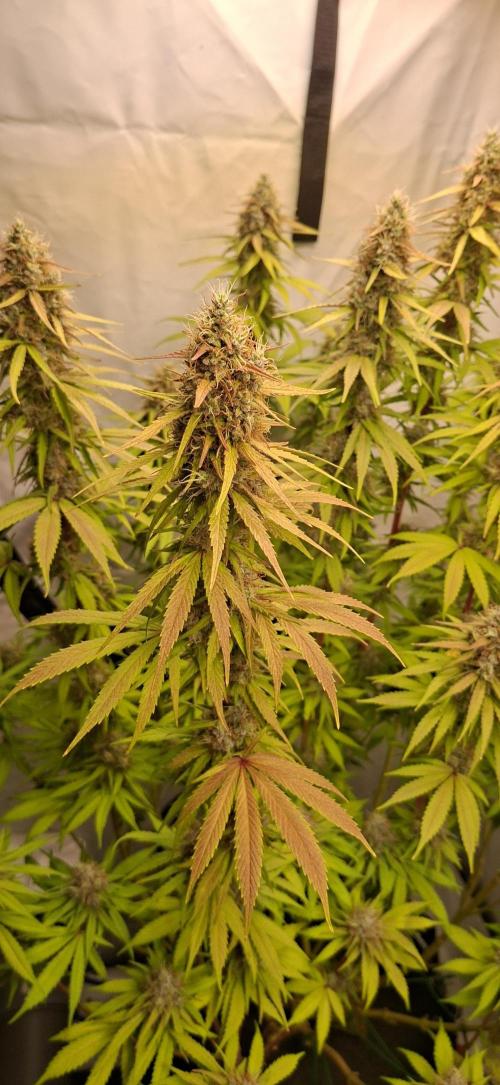 Blue Gelato 41 Barneys Farm. Week 13