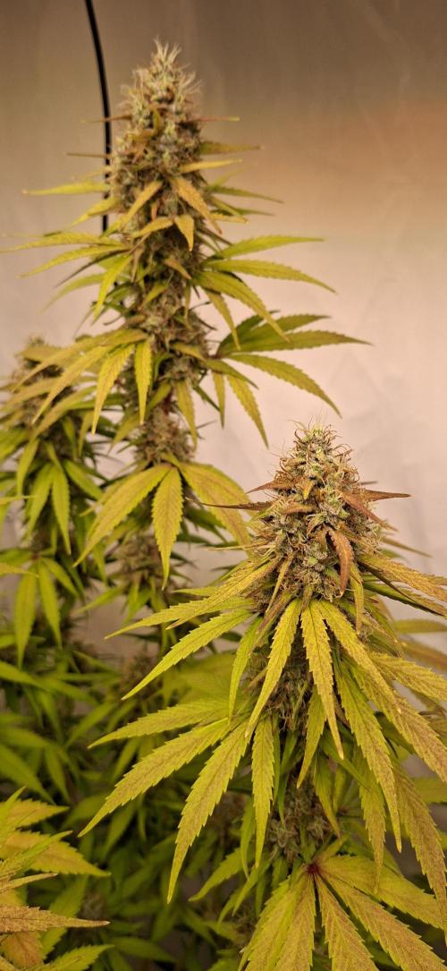 Blue Gelato 41 Barneys Farm. Week 13