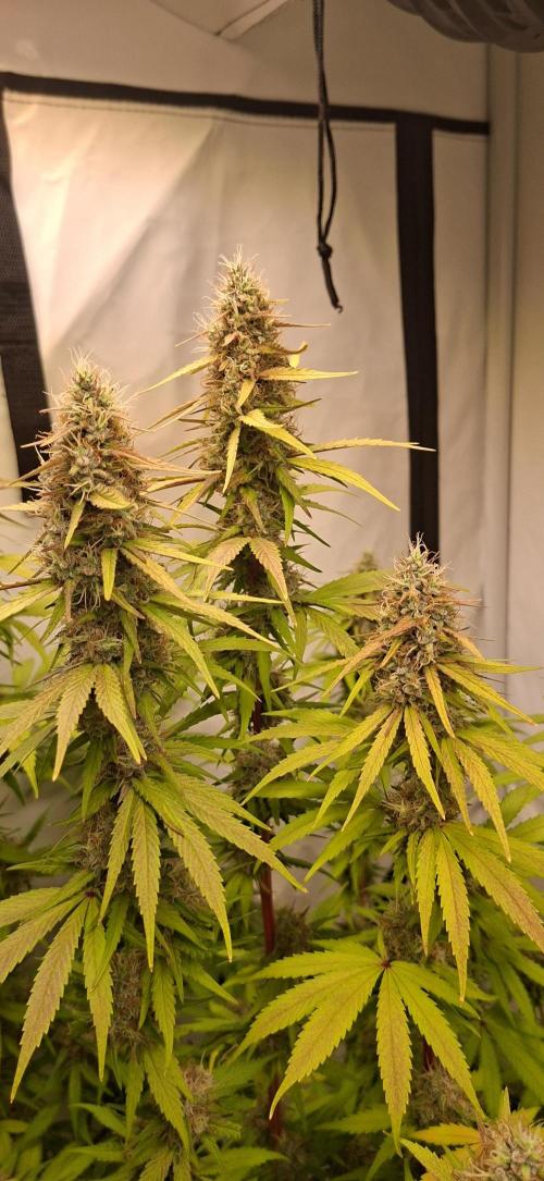 Blue Gelato 41 Barneys Farm. Week 13
