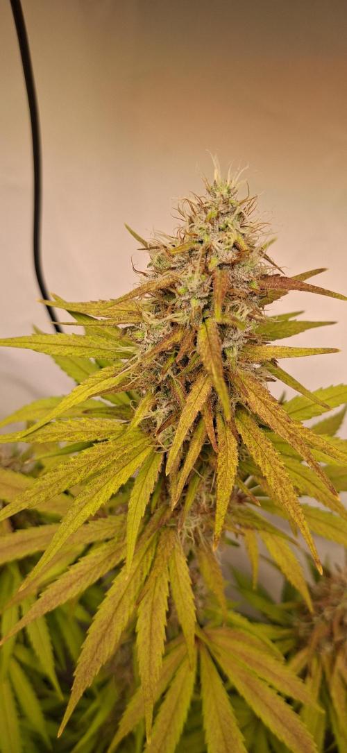 Blue Gelato 41 Barneys Farm. Week 13