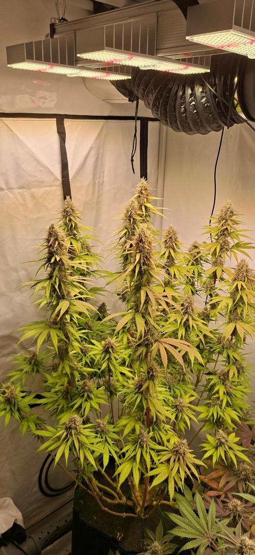Blue Gelato 41 Barneys Farm. Week 13