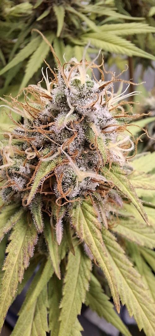 Blue Gelato 41. Week 13