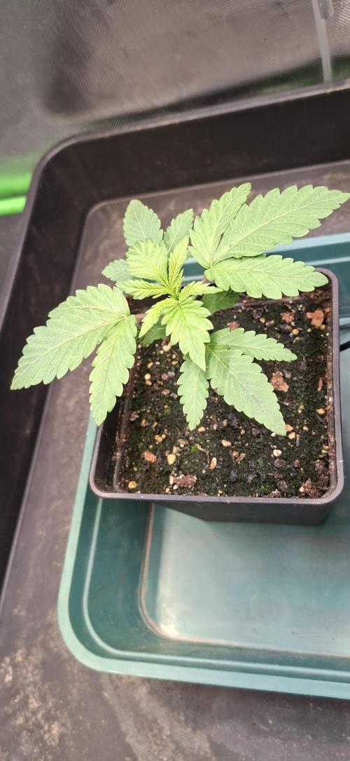 Papaya Jealousy. Week 2