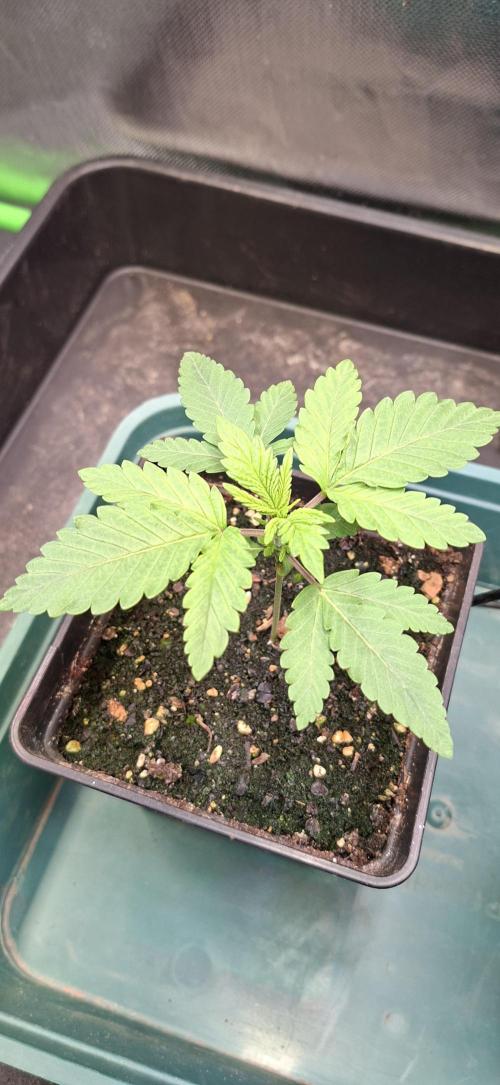 Papaya Jealousy. Week 1