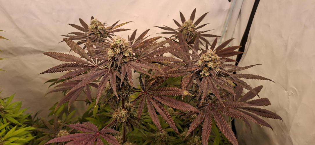 Kroma. Week 12
