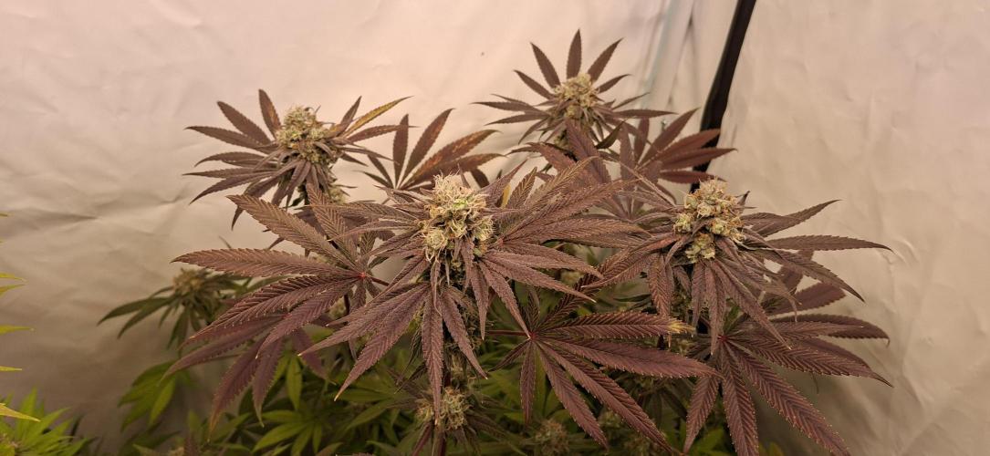 Kroma. Week 12