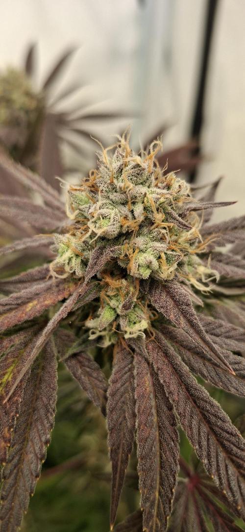 Kroma. Week 12